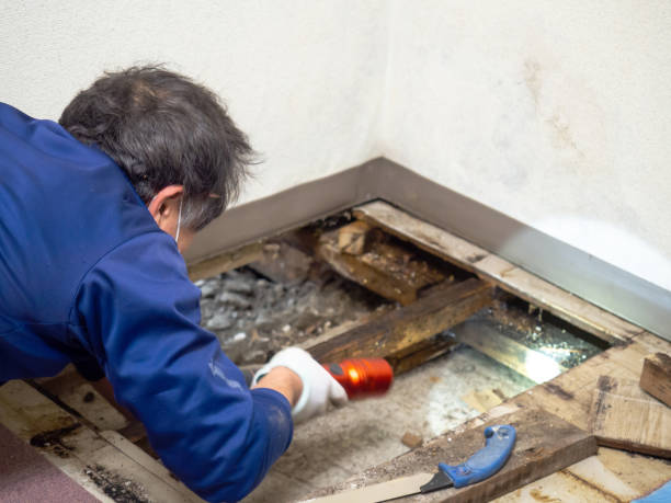 Best Residential Mold Removal  in Westville, IN