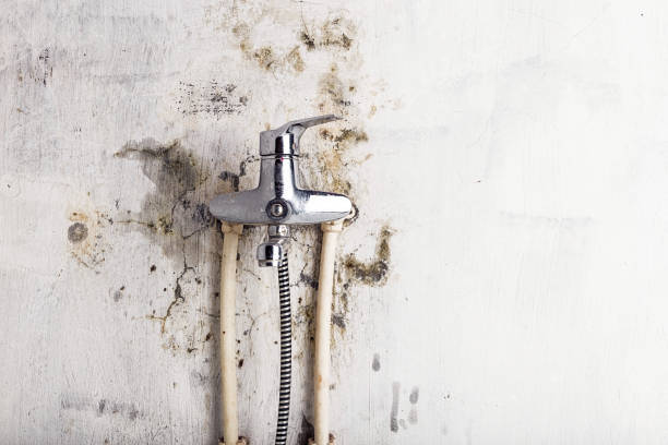 Best Mold Testing  in Westville, IN