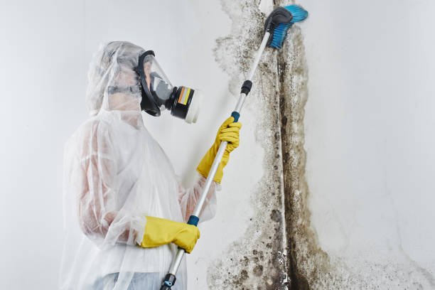 Best Office Mold Removal Services  in Westville, IN