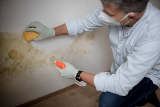 Best Black Mold Removal  in Westville, IN