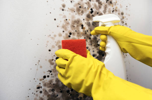 Best Local Mold Removal Service  in Westville, IN