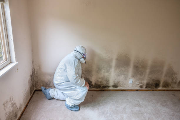 Best Toxic Mold Removal  in Westville, IN