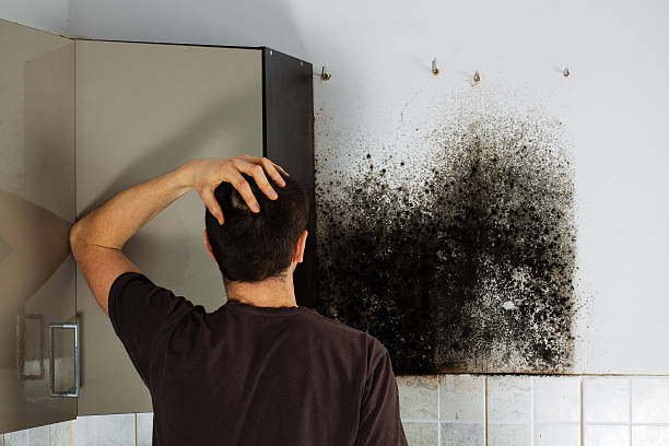 Attic Mold Removal in Westville, IN