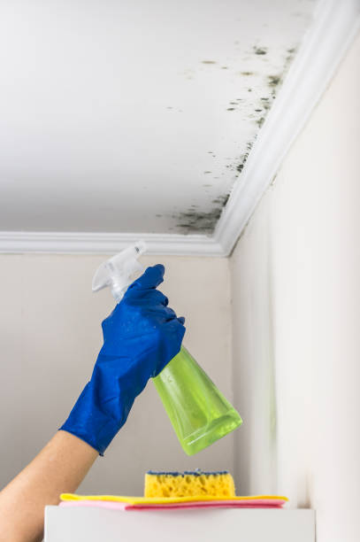 Best Mold Remediation  in Westville, IN