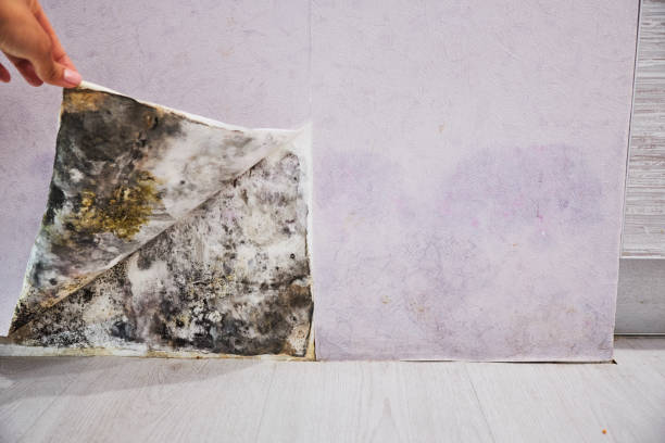 Professional Mold Removal in Westville, IN